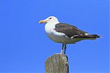 Great Black-backed Gull